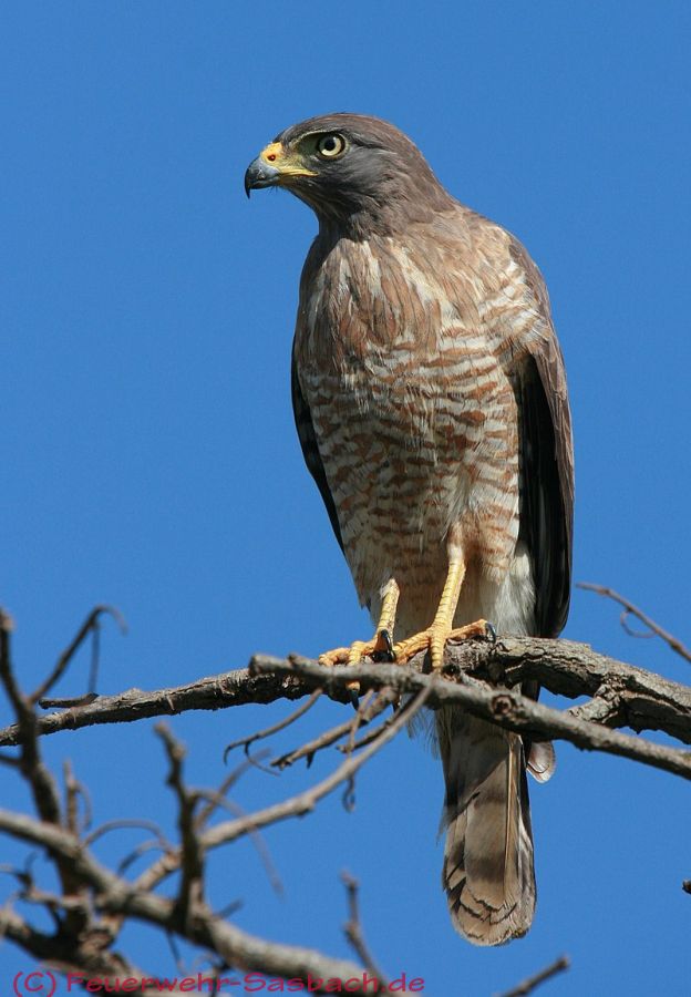 Bild: 800px-Buteo_magnirostris_-Goias_-Brazil-8.jpg